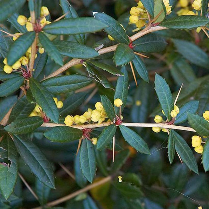 Berberis julianae - Saint Julians Barberry (Foliage)