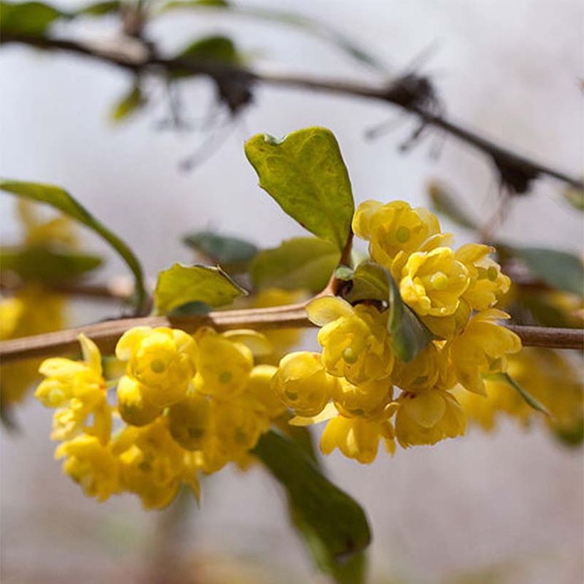 Berberis julianae - Saint Julians Barberry (Flowering)