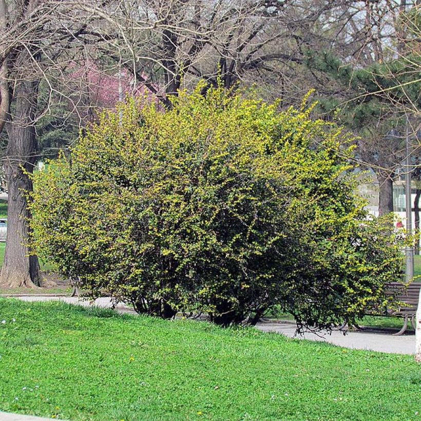 Berberis julianae - Saint Julians Barberry (Plant habit)