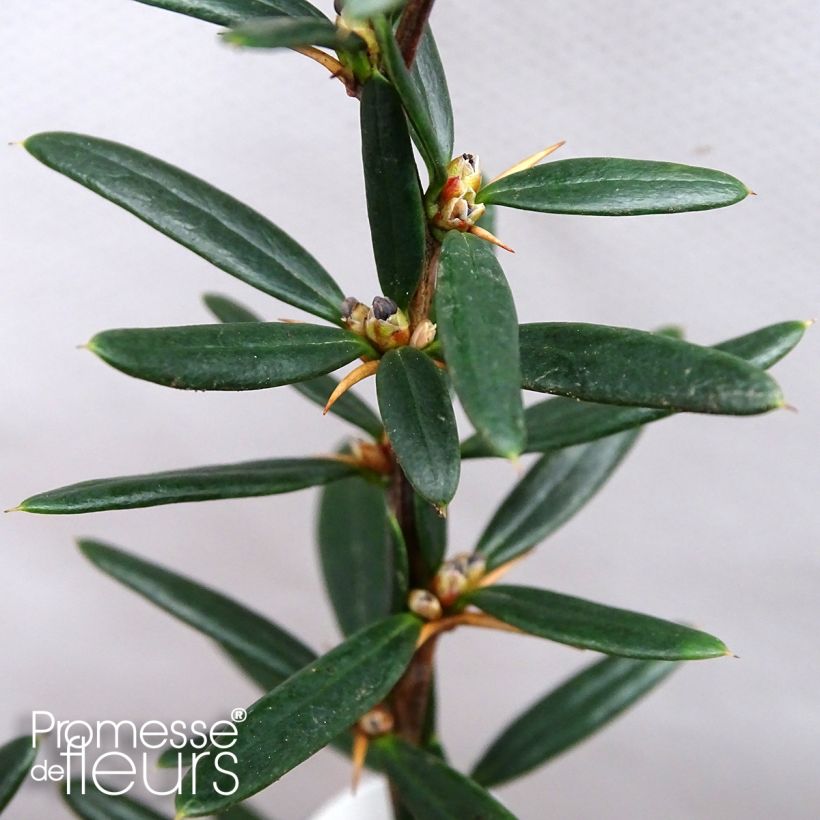 Berberis linearifolia Orange King - Barberry (Foliage)