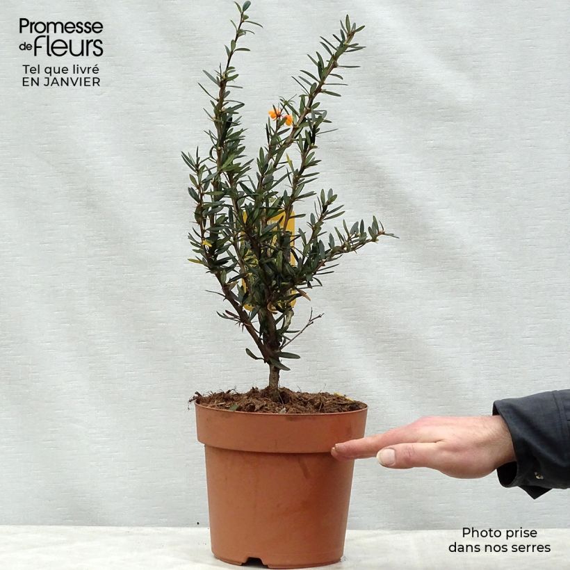 Berberis linearifolia Orange King - Barberry 3L/4L pot sample as delivered in winter