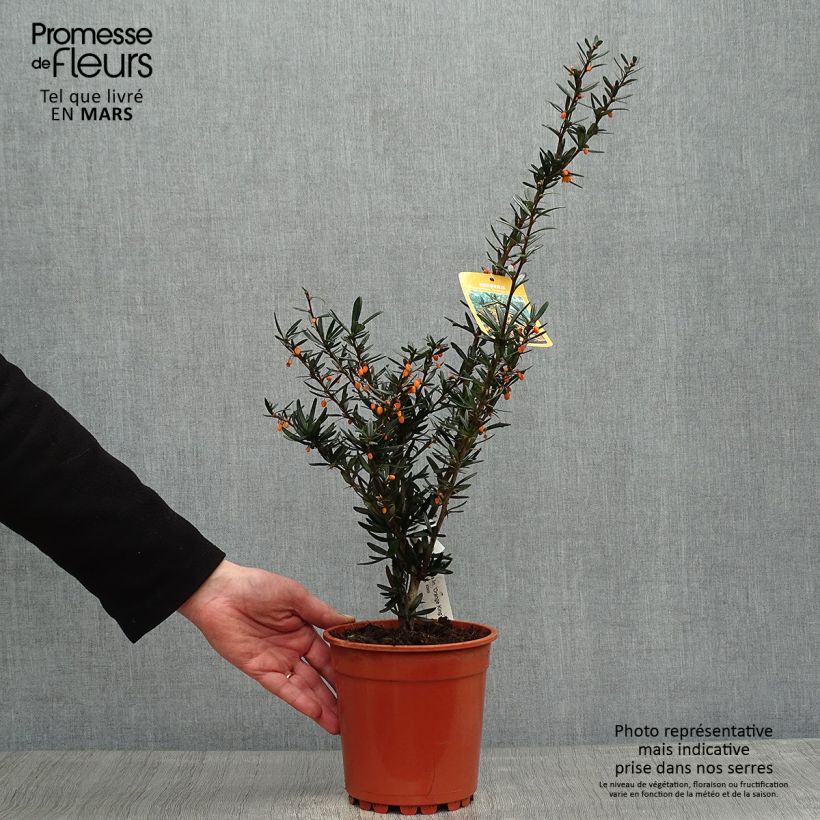 Berberis linearifolia Orange King - Barberry 3L/4L pot sample as delivered in spring