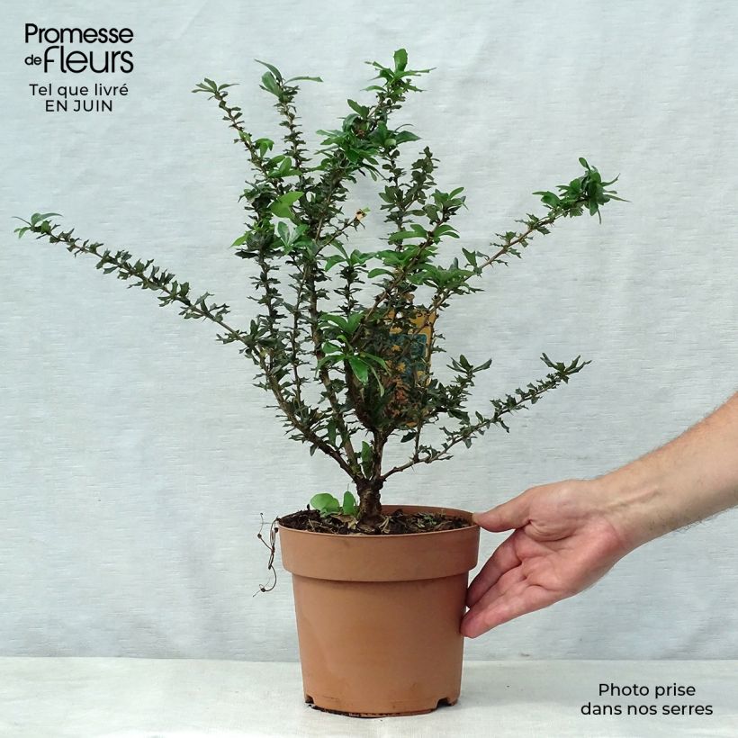 Berberis lologensis Apricot Queen - Barberry 2L/3L pot sample as delivered in summer