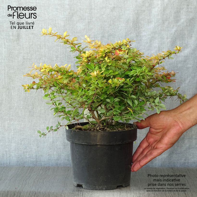 Berberis x media Dual Jewel - Barberry 2L/3L pot 20/30cm sample as delivered in summer