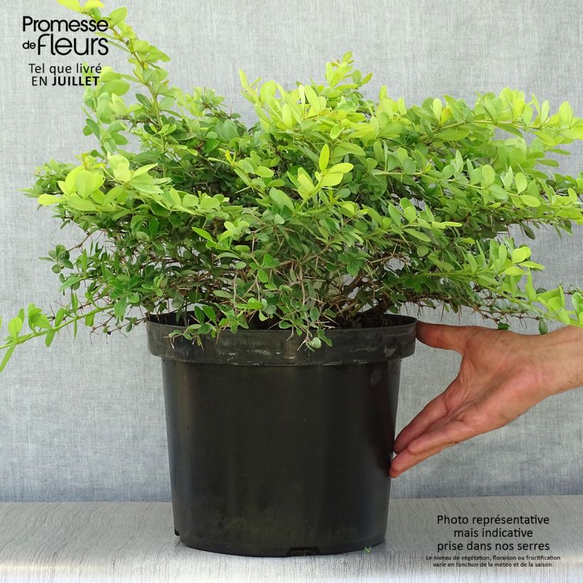 Berberis x media Dual Jewel - Barberry 7.5L/10L pot sample as delivered in summer
