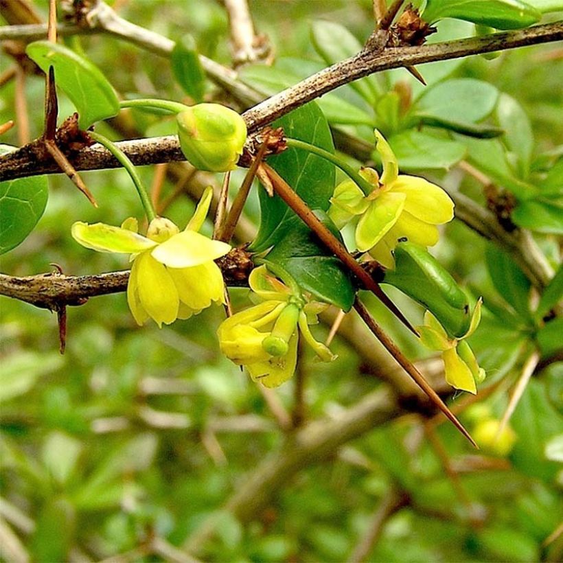 Berberis chenaultii Parkjuweel - Barberry (Flowering)