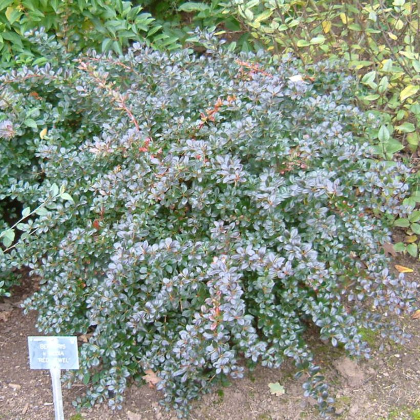 Berberis x media Red Jewel - Barberry (Plant habit)