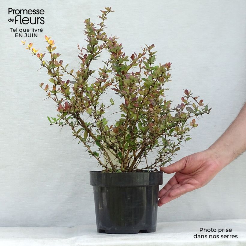 Berberis x media Red Jewel - Barberry 3L/4L pot sample as delivered in summer