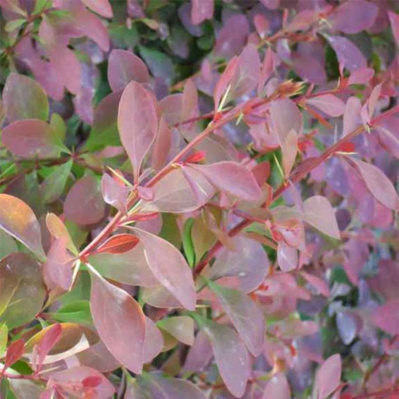 Berberis ottawensis Auricoma - Barberry (Foliage)