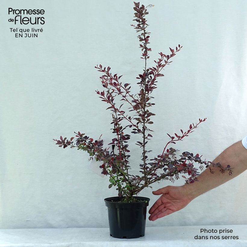Berberis ottawensis Auricoma - Barberry 3L/4L pot sample as delivered in summer