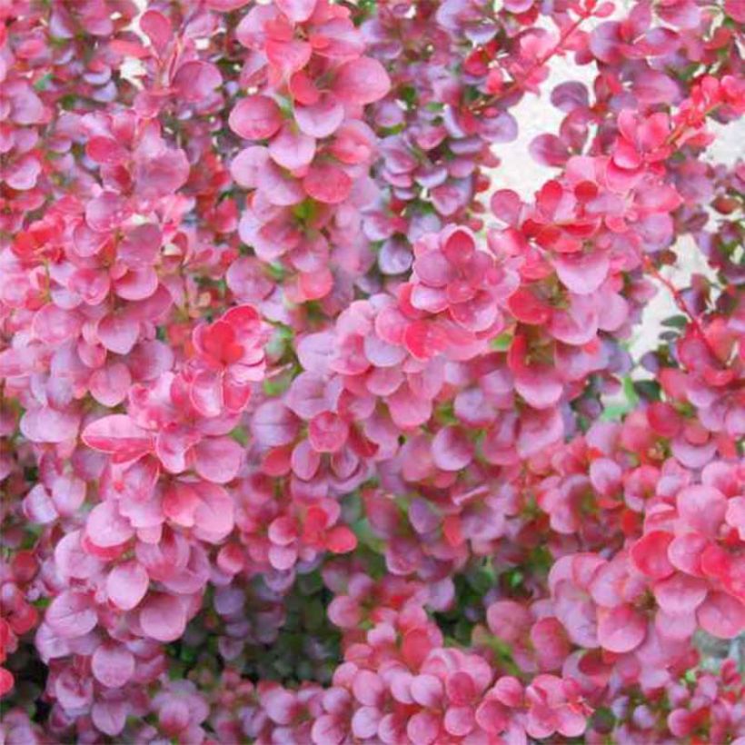 Berberis ottawensis Superba - Barberry (Foliage)