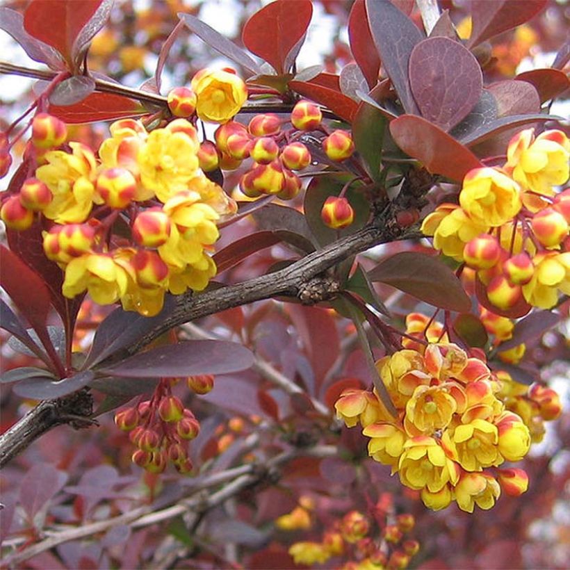 Berberis ottawensis Superba - Barberry (Flowering)