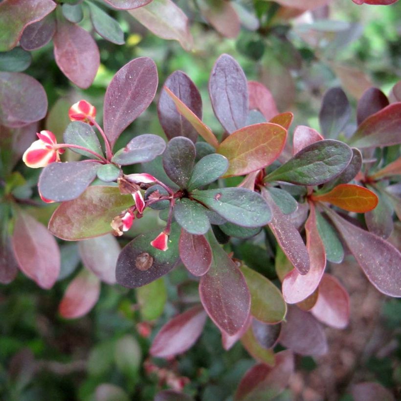 Berberis thunbergii - Barberry (Foliage)