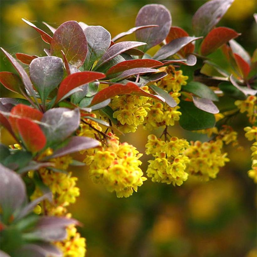 Berberis thunbergii - Barberry (Flowering)