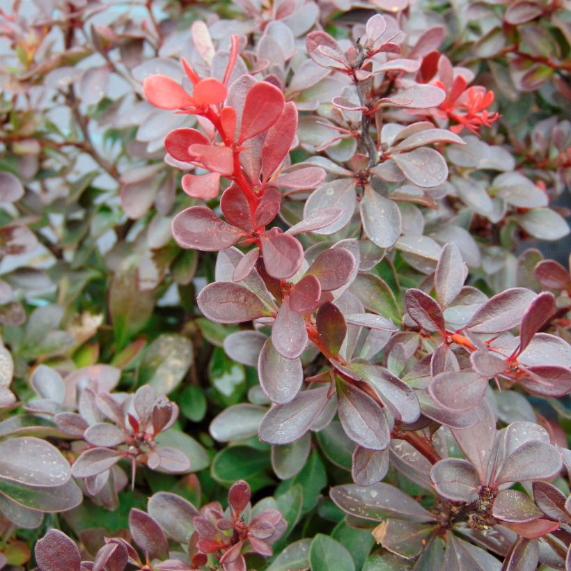 Berberis thunbergii Atropurpurea Nana - Barberry (Foliage)