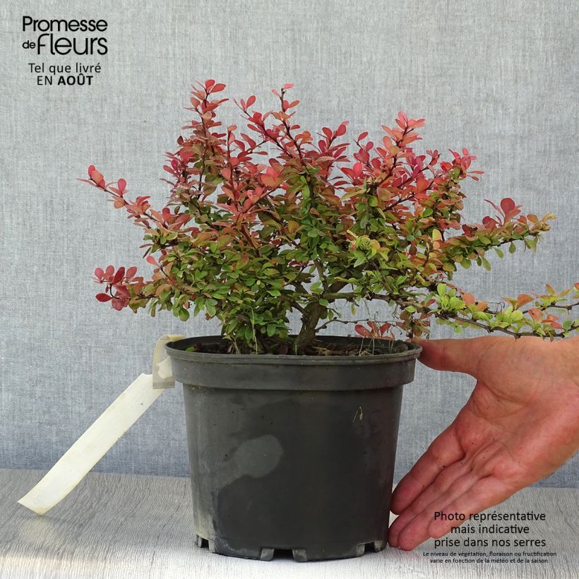 Berberis thunbergii Atropurpurea Nana - Barberry 2L/3L pot sample as delivered in summer