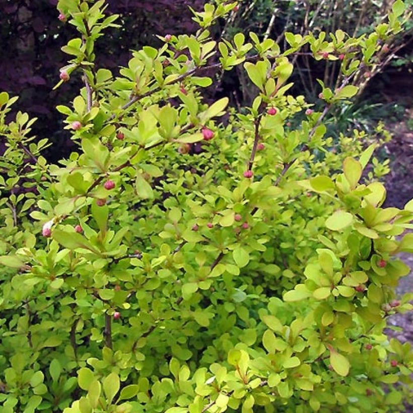 Berberis thunbergii Aurea - Japanese Barberry (Foliage)