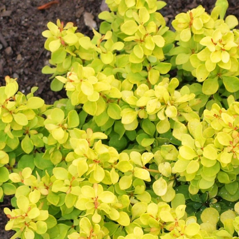 Berberis thunbergii Bonanza Gold - Barberry (Foliage)