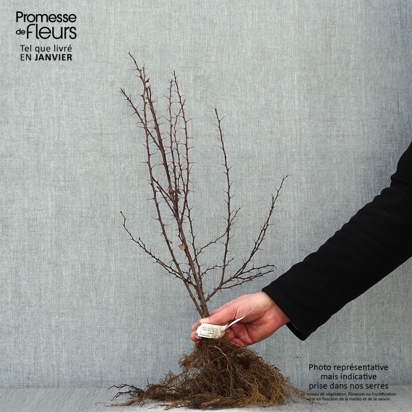 Berberis thunbergii - Barberry Bare root sample as delivered in winter