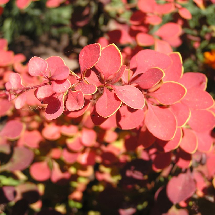 Berberis thunbergii Fireball - Barberry (Foliage)