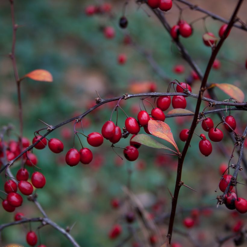 Berberis thunbergii Fireball - Barberry (Harvest)