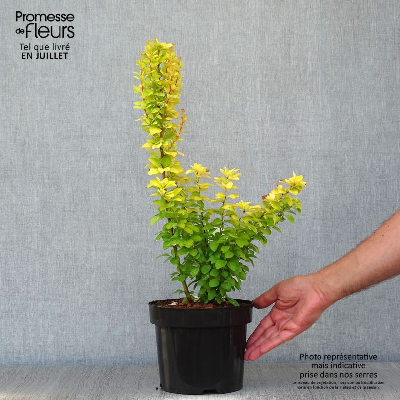 Berberis thunbergii Golden Rocket - Barberry 2L/3L pot sample as delivered in summer