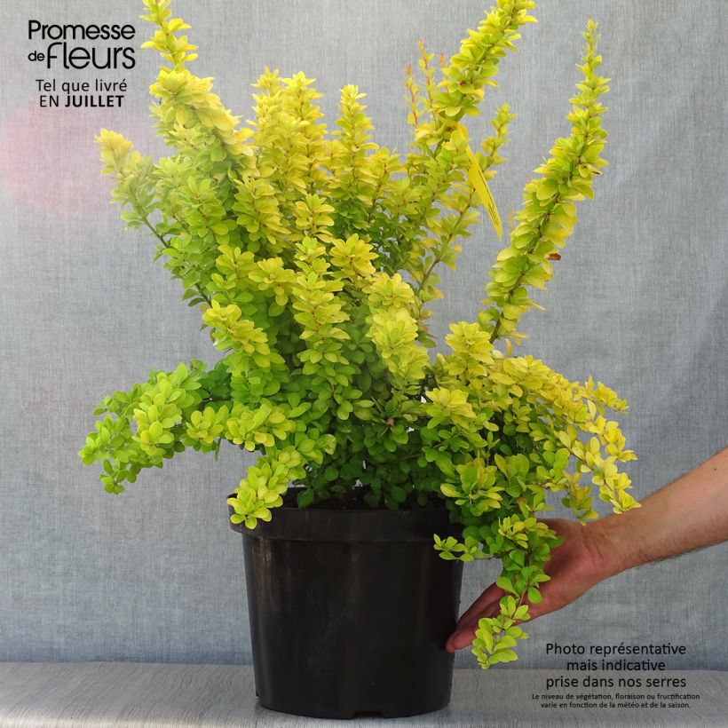 Berberis thunbergii Golden Rocket - Barberry 7.5L/10L pot sample as delivered in summer