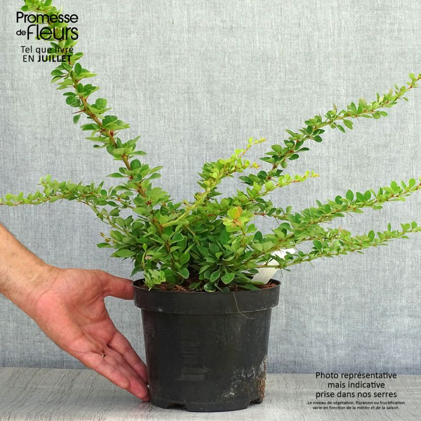 Berberis thunbergii Green Carpet - Barberry 3L/4L pot sample as delivered in summer