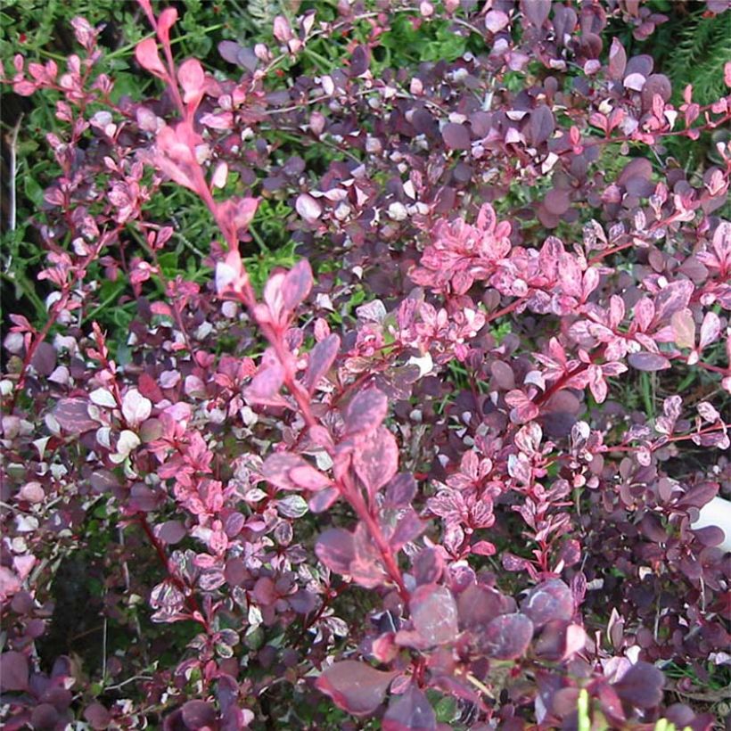 Berberis thunbergii Harlequin - Barberry (Foliage)