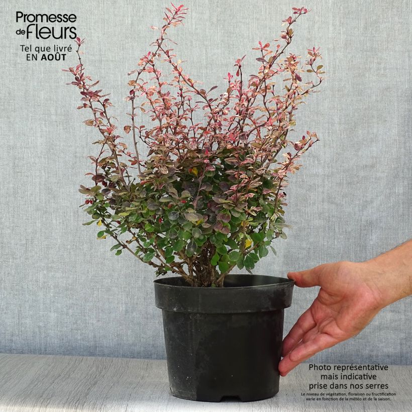 Berberis thunbergii Inspiration - Barberry 2L/3L pot sample as delivered in summer