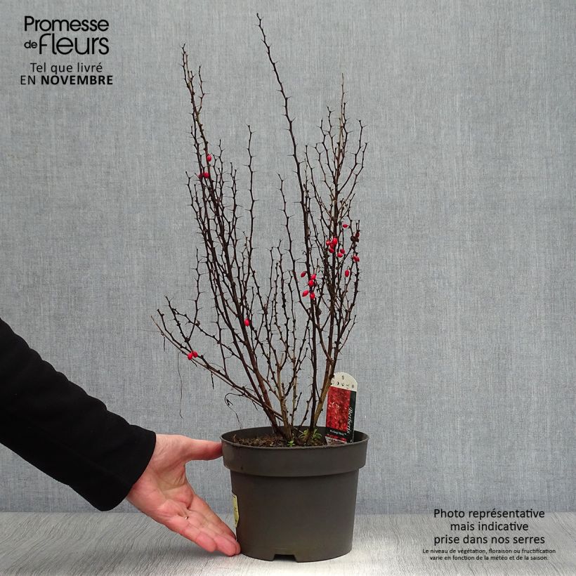 Berberis thunbergii Maria - Barberry 2L/3L pot sample as delivered in autumn