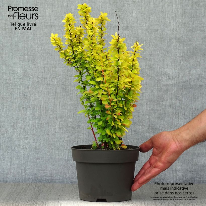 Berberis thunbergii Maria - Barberry 2L/3L pot sample as delivered in spring