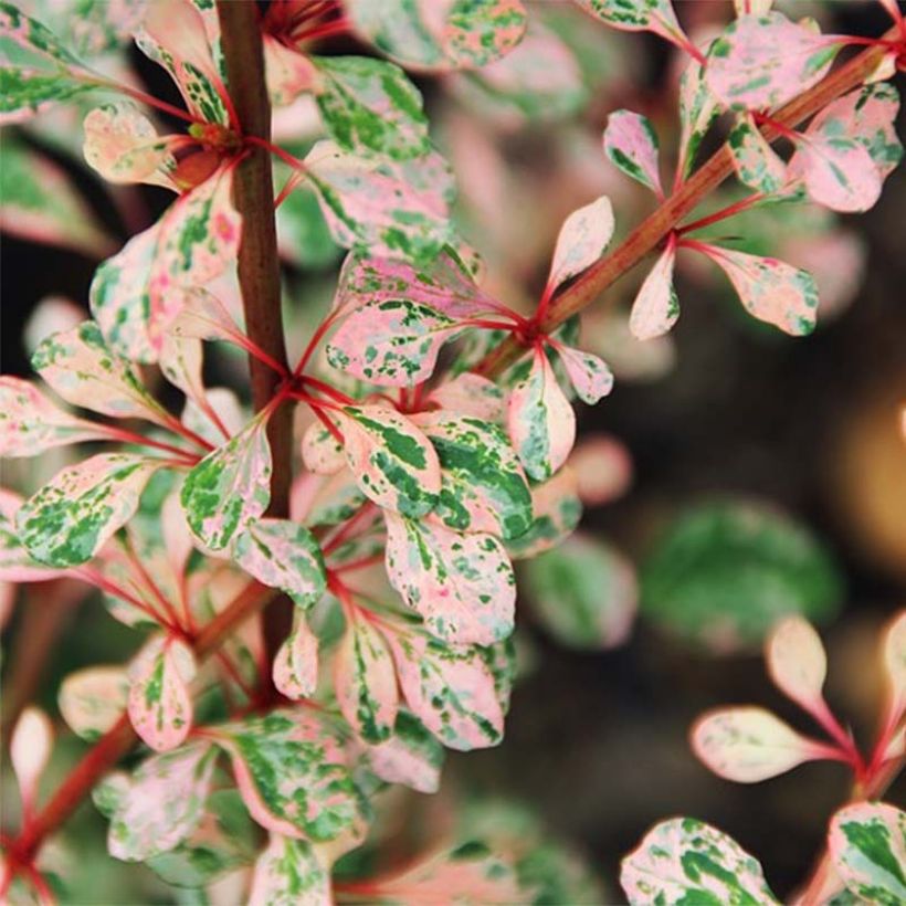 Berberis thunbergii Natasza - Barberry (Foliage)