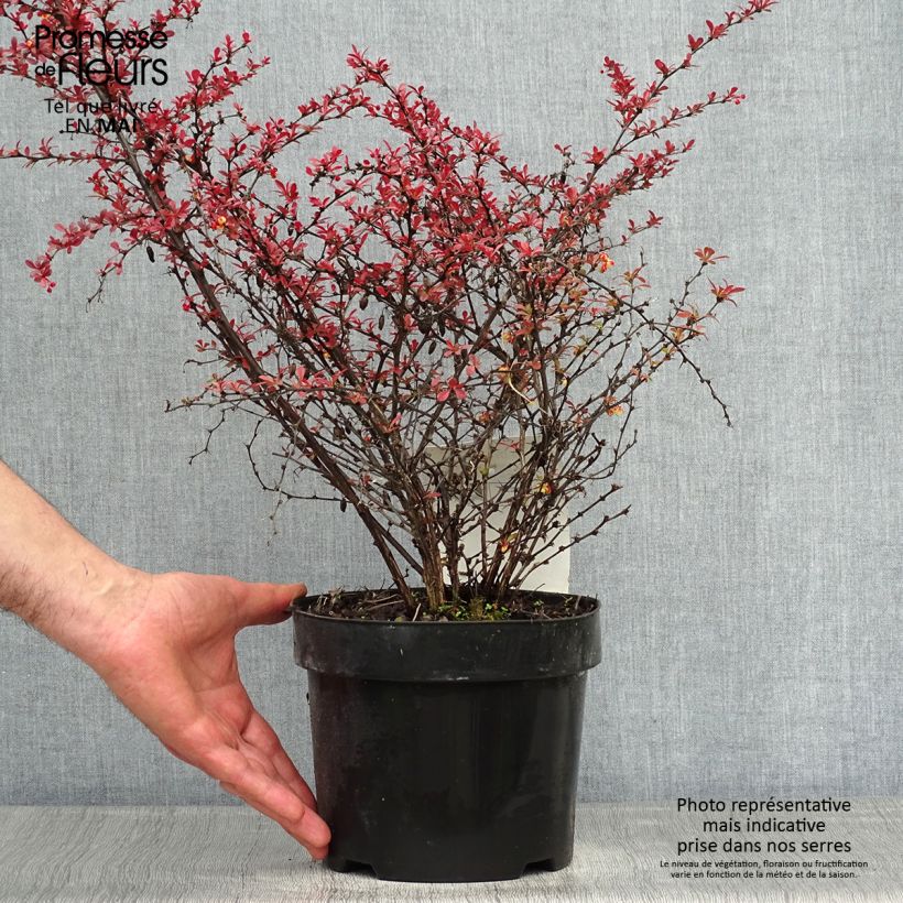 Berberis thunbergii Orange Dream - Barberry sample as delivered in spring