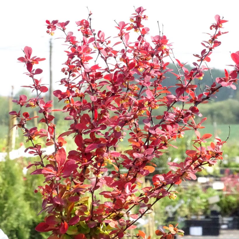 Berberis thunbergii Orange Rocket - Barberry (Plant habit)