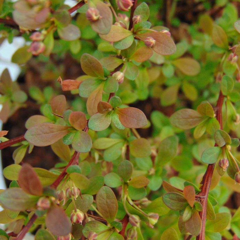 Berberis thunbergii Red Dream - Barberry (Foliage)