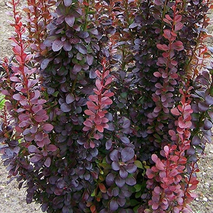 Berberis thunbergii Red Rocket - Barberry (Foliage)