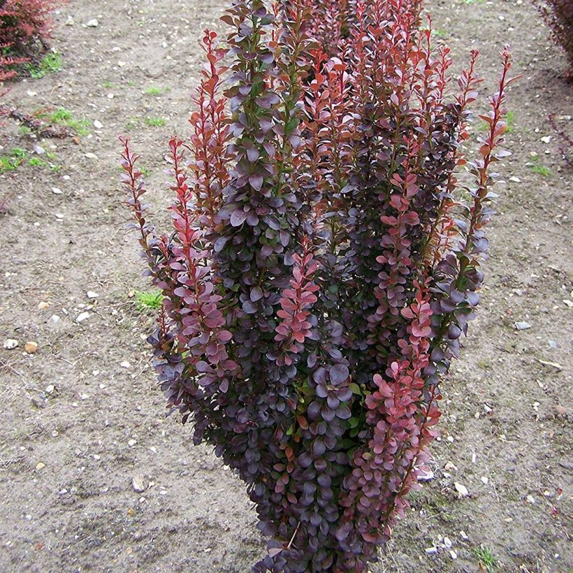 Berberis thunbergii Red Rocket - Barberry (Plant habit)