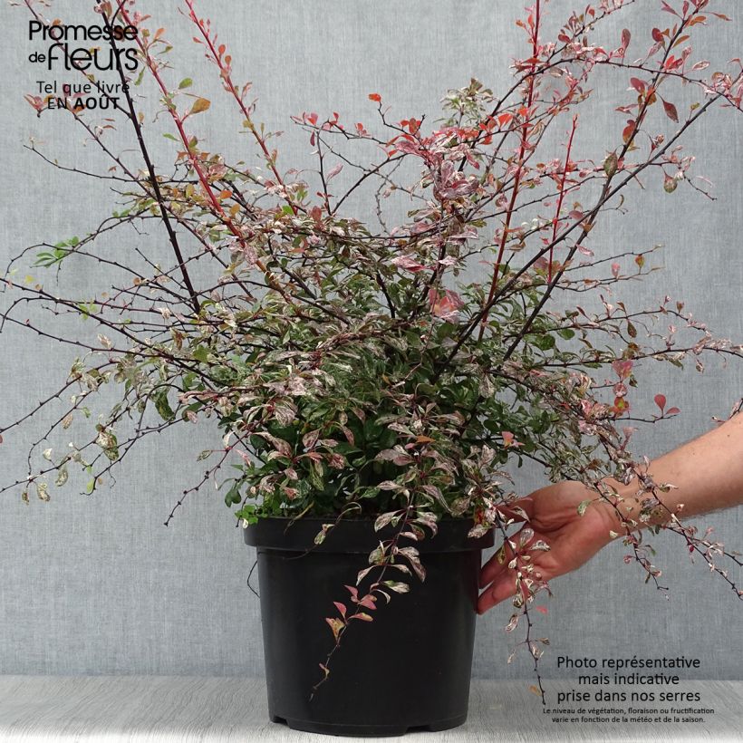 Berberis thunbergii Rosy Glow - Barberry 7.5L/10L pot sample as delivered in summer
