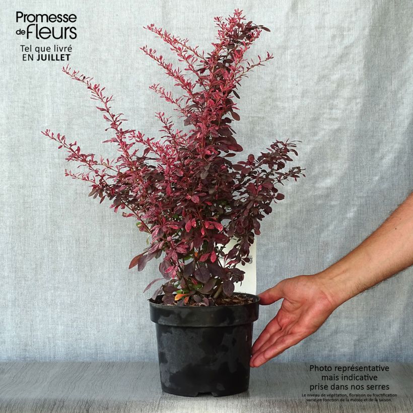 Berberis thunbergii Rosy Glow - Barberry 2L/3L pot sample as delivered in summer