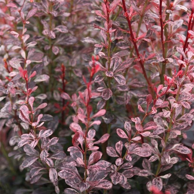 Berberis thunbergii Rosy Rocket - Barberry (Foliage)