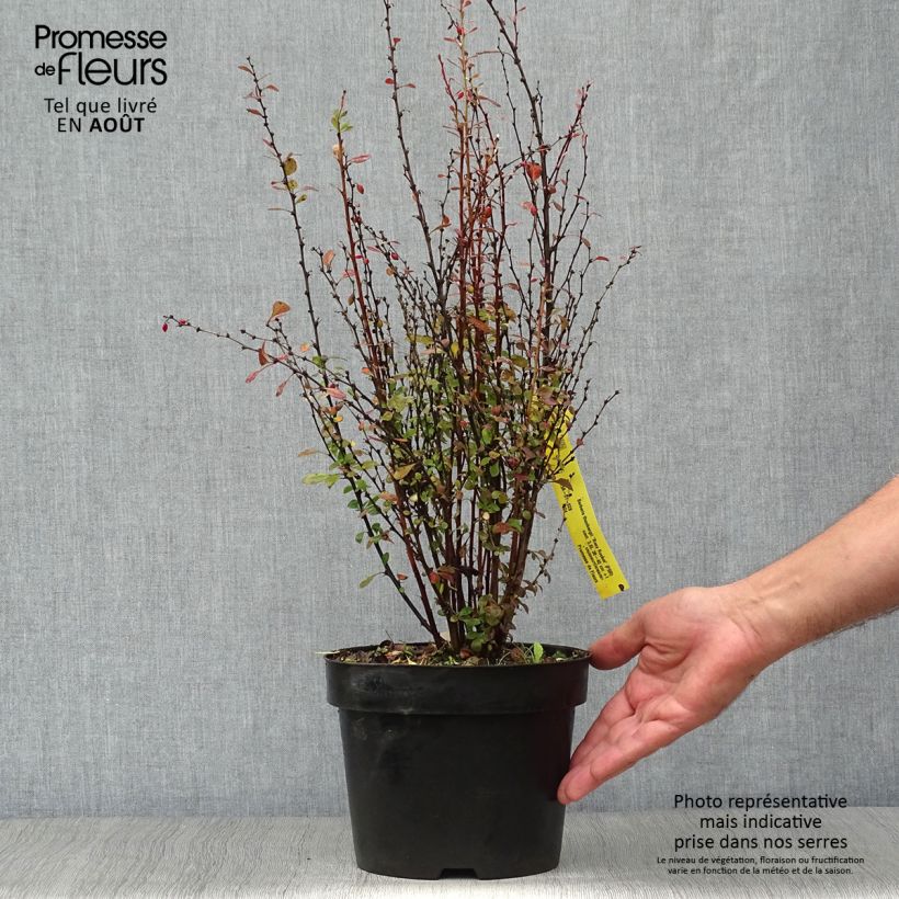 Berberis thunbergii Rosy Rocket - Barberry 2L/3L pot sample as delivered in summer