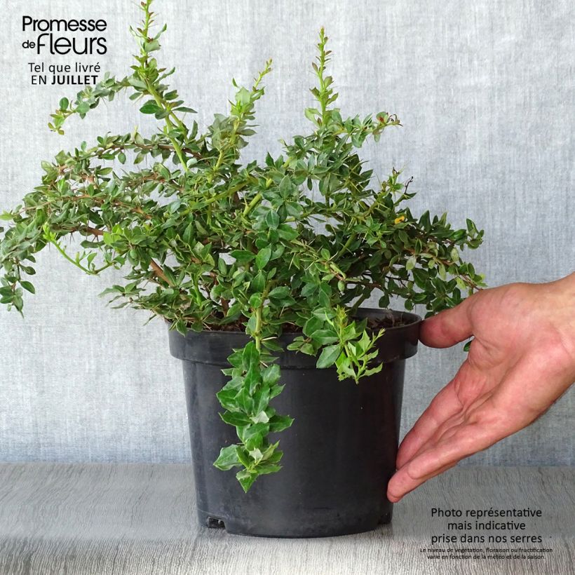 Berberis verrucosa - Barberry 2L/3L pot sample as delivered in summer