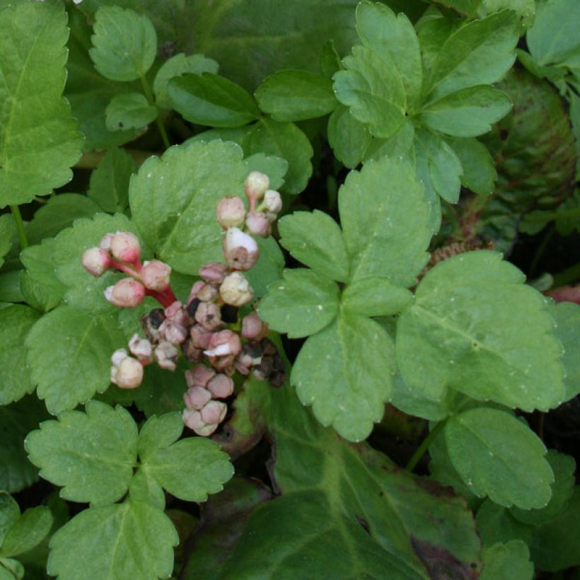 Bergenia Baby Doll - Elephant's Ears (Foliage)