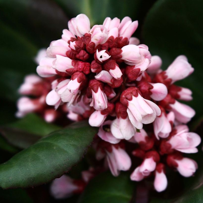 Bergenia Bach - Elephant's Ears (Flowering)