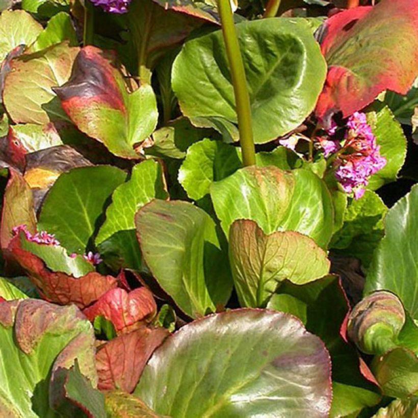 Bergenia Bartok - Elephant's Ears (Foliage)