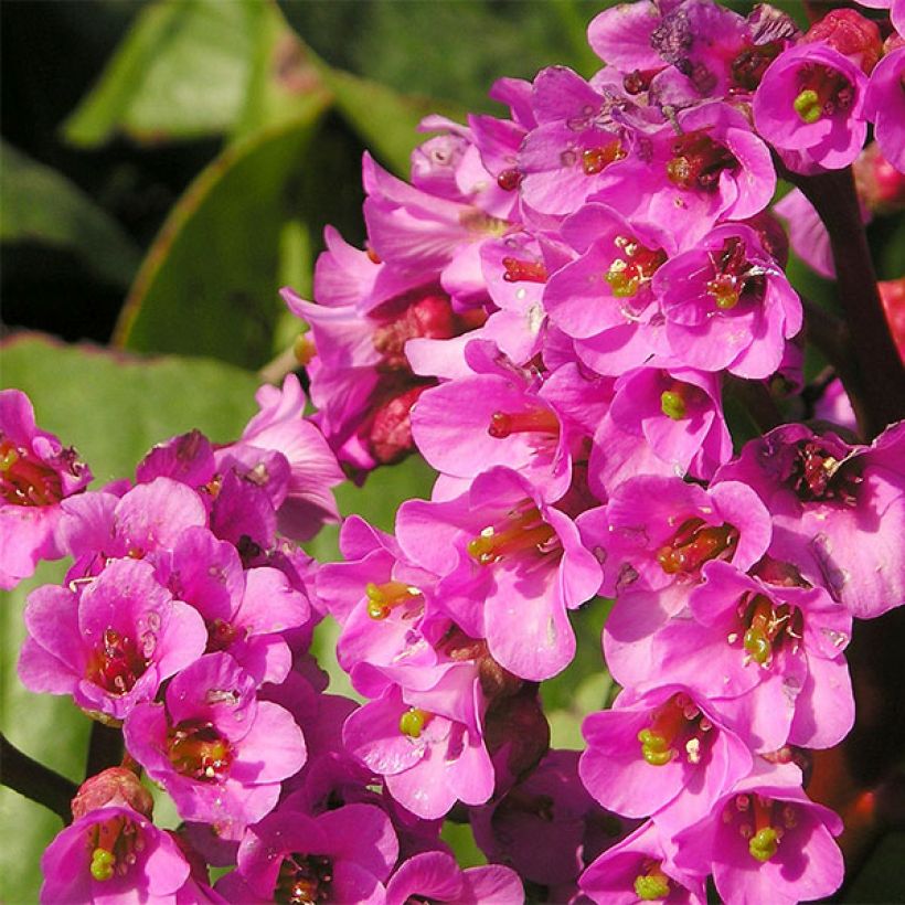 Bergenia Bartok - Elephant's Ears (Flowering)