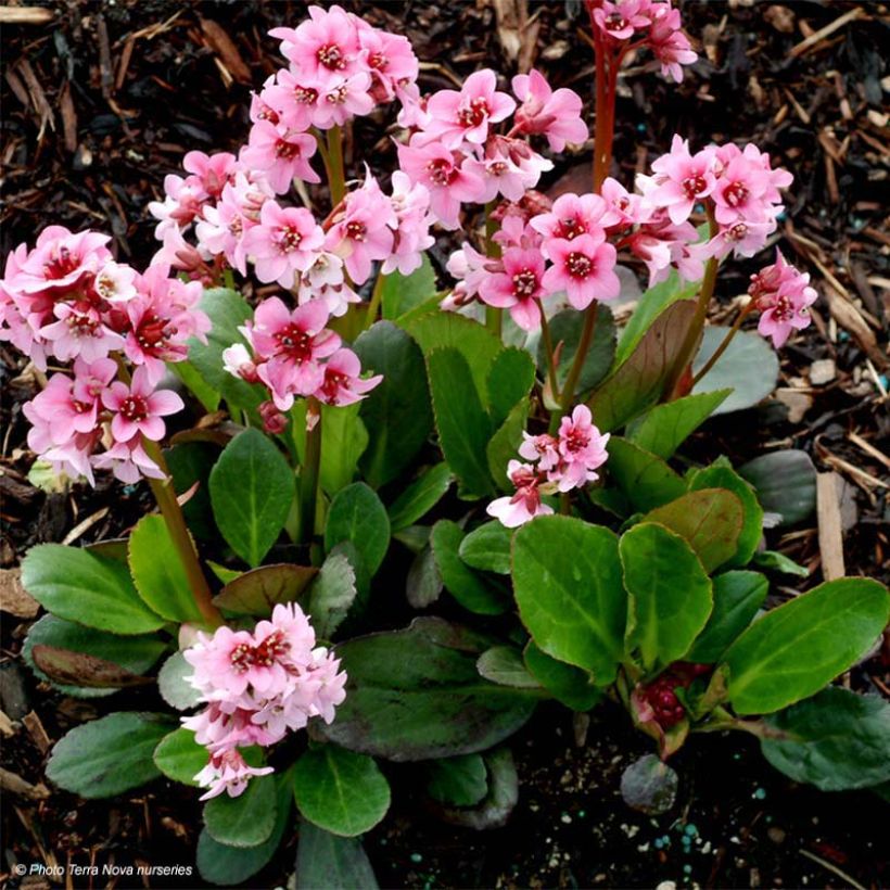 Bergenia Dragonfly Series Pink Dragonfly - Elephant's Ears (Foliage)