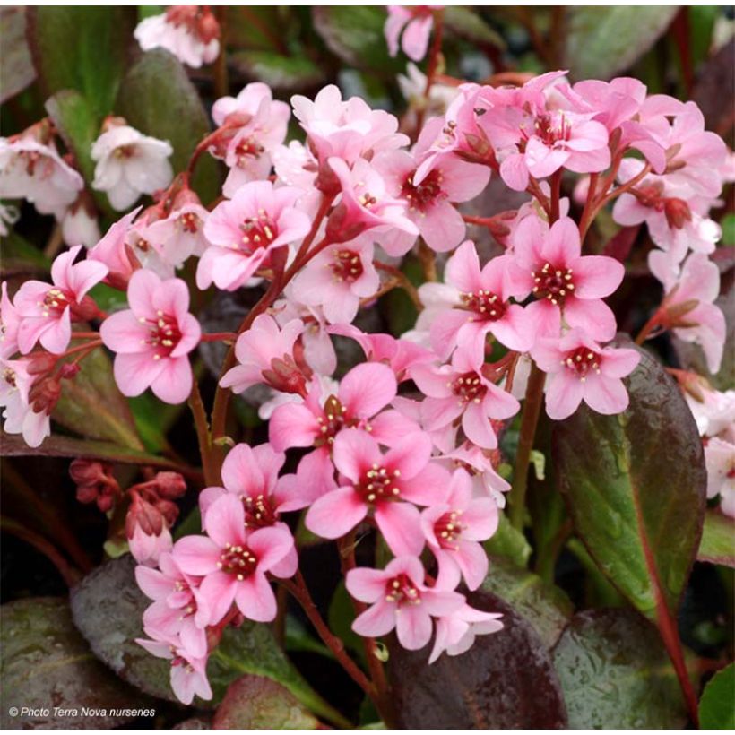 Bergenia Dragonfly Series Pink Dragonfly - Elephant's Ears (Flowering)