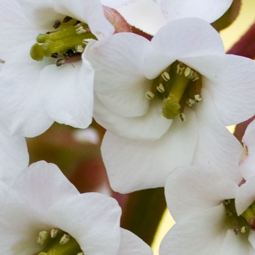 Bergenia Bressingham White - Elephant's Ears (Flowering)